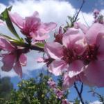 Fiori di Primavera