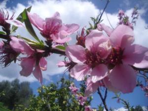 Fiori di Primavera