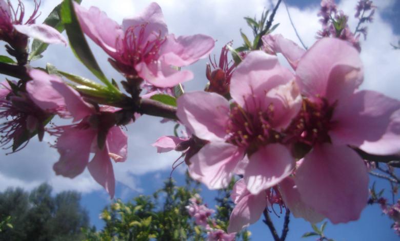 Fiori di Primavera