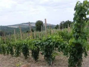 Viti