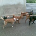 Cani randagi