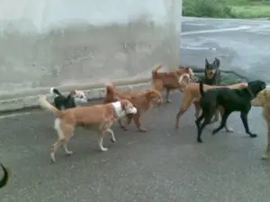 Cani randagi