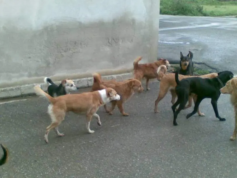 Cani randagi