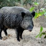 Cinghiale
