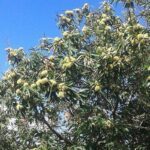 Castagne