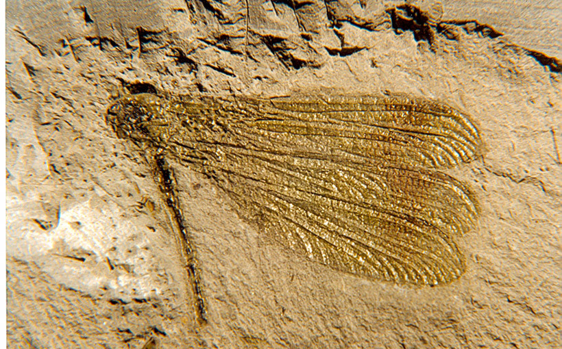 giacimenti_fossili