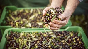 Raccolta delle olive