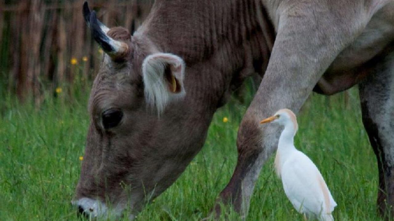 Ecco L Airone Guardabuoi E Tornato In Cilento Info Cilento