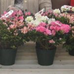 Azalea Airc