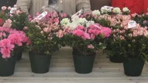 Azalea Airc