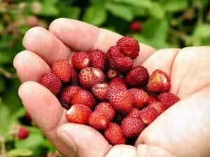 Fragoline di Bosco