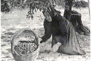 Raccolta delle olive