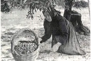 Raccolta delle olive