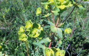 Euphorbia di Terracina