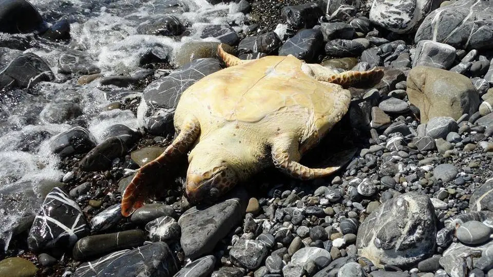 caretta_caretta