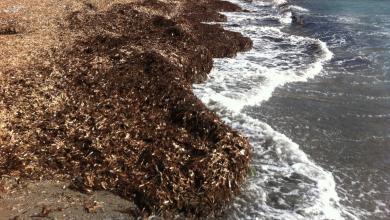 Posidonia Agropoli