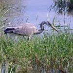 Fiume Testene