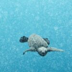 Caretta caretta