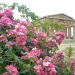 Templi Paestum