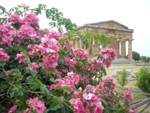 Templi Paestum