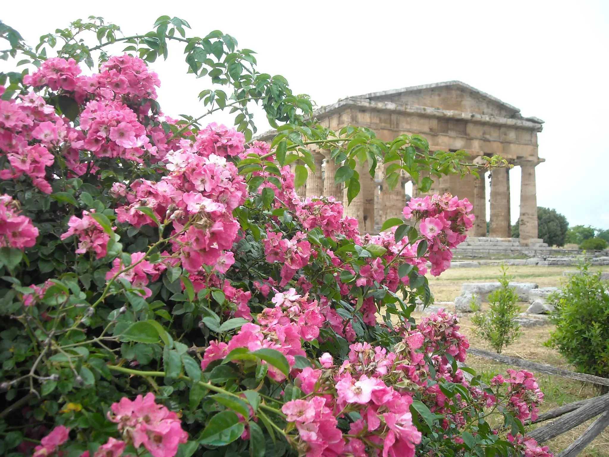 Templi Paestum