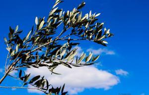 Domenica delle Palme