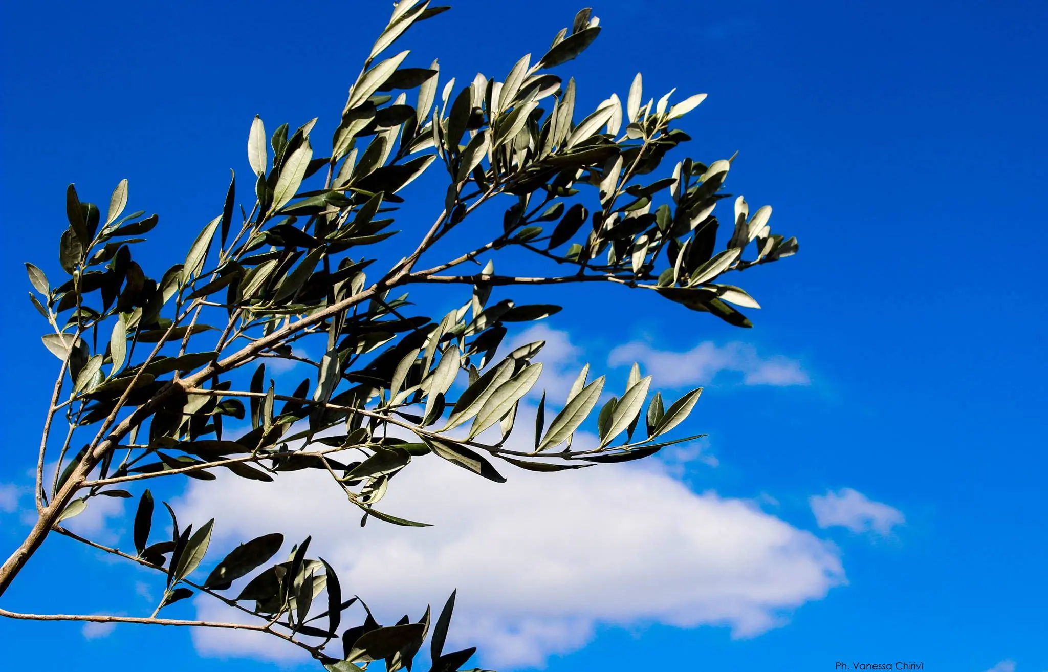 Domenica delle Palme