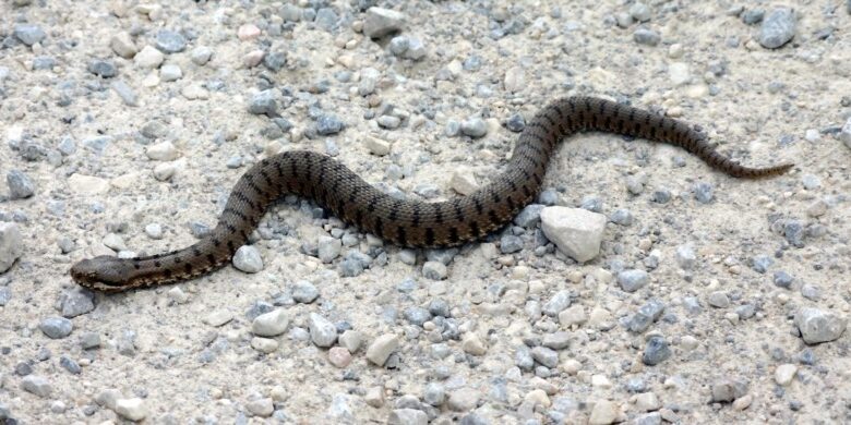 Vipera
