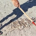 Pulizia spiagge