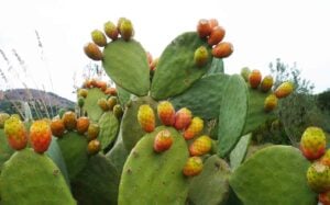 I fichi d’india: un frutto ricco di qualità!