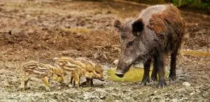 Cinghiale