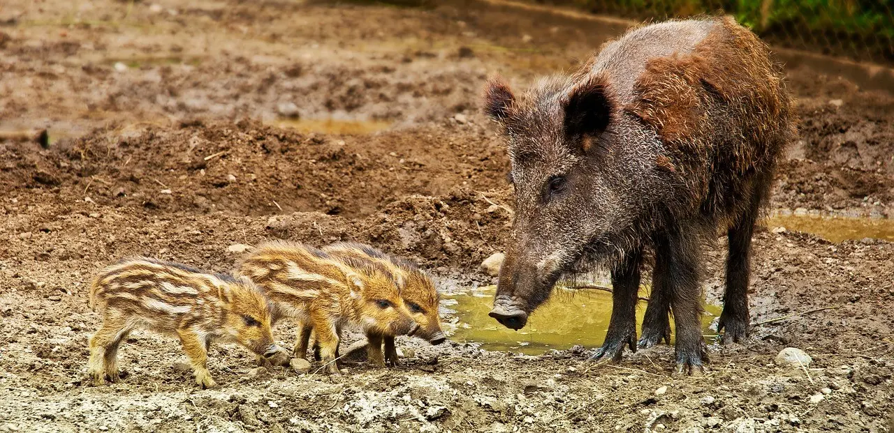 Cinghiale