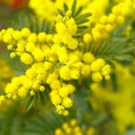 Mimosa