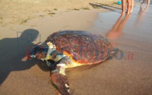 Tartarughe caretta a Capaccio