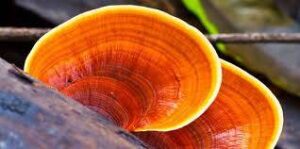 Fungo medicinale Ganoderma: Freeland pensa al benessere delle persone