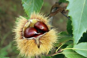 Castagne