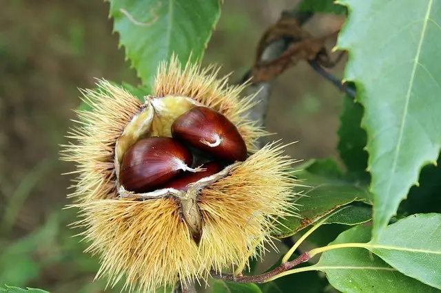Castagne
