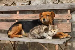 Cani randagi