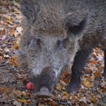 Cinghiale