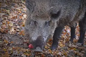 Cinghiale