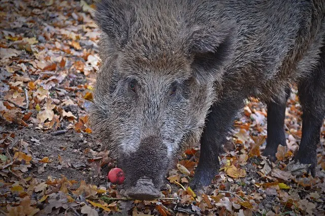 Cinghiale