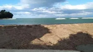 Posidonia spiaggiata