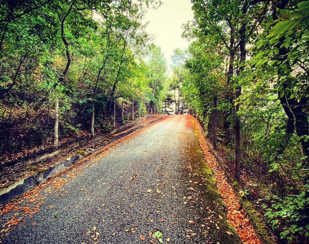 Viale alberato Sala Consilina