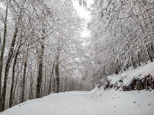 Neve