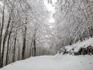 Neve