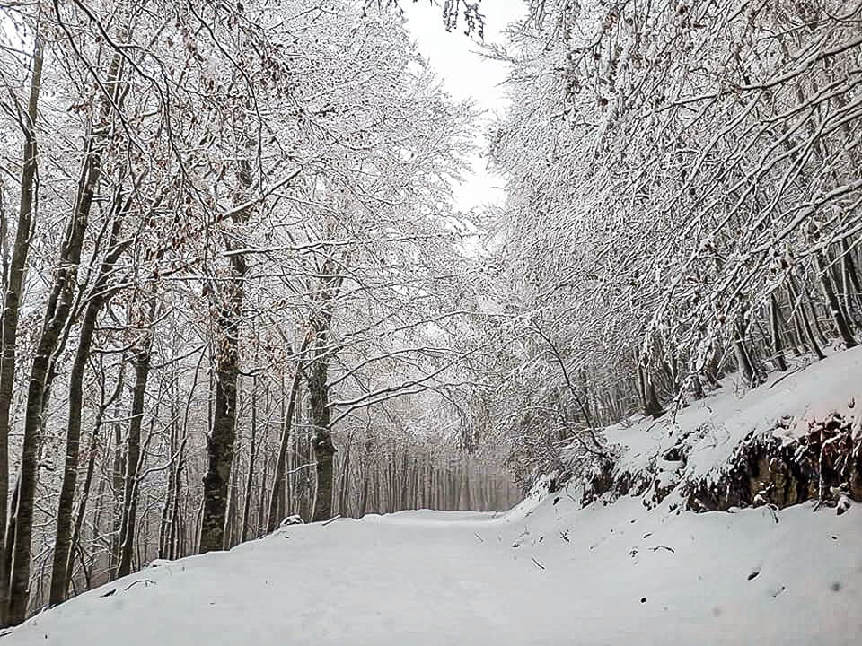 Neve