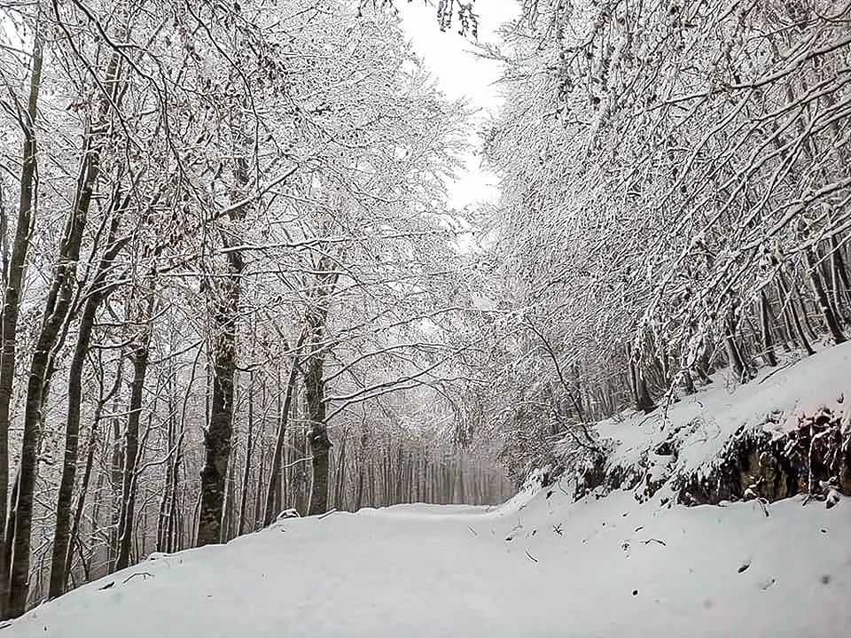 Neve