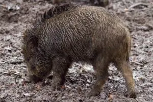 Cinghiale
