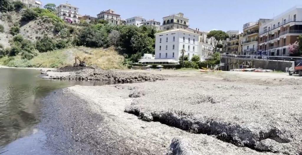 Posidonia