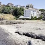Posidonia